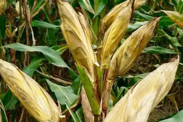 金苹果6872玉米种简介，该品种适宜4月中旬播种