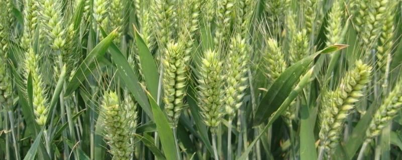 宁春58号小麦种子特征特性，抽穗前后及时防治蚜虫