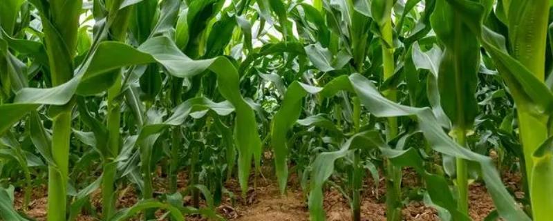 丰农88玉米品种的特性，亩密度3500株左右