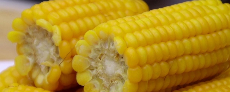 强盛389玉米种子特点，中抗茎腐病