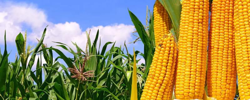 东单509玉米种子特征特性，夏播一般在6月上旬播种为宜