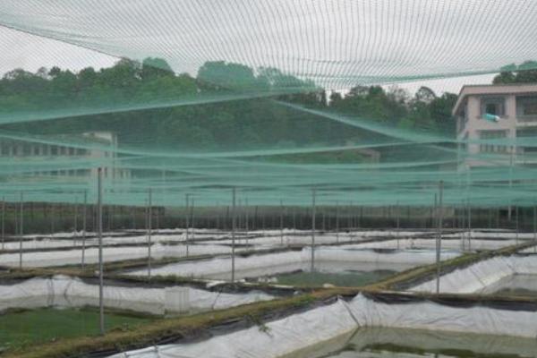 大棚养殖泥鳅技术，养殖池水质以黄绿色为好