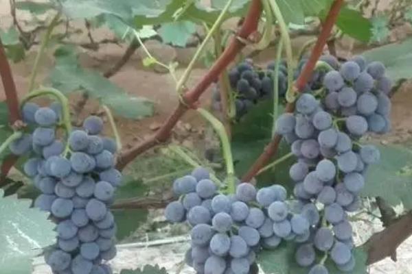 蓝莓葡萄的产地，源自摩尔多瓦