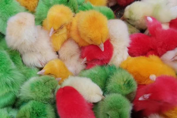 怎么才能让染色的小鸡长大，先将身上的颜料洗净