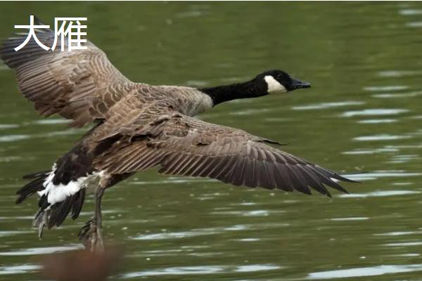 大雁与天鹅的生活习性，冬季都会在温暖的南方越冬