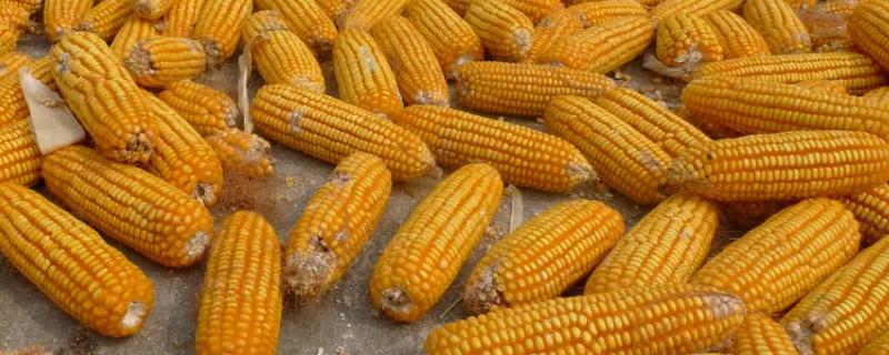 中农玉901玉米品种的特性，苗期期注意防治玉米螟