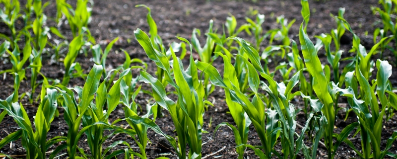 万盛68玉米种子特点，适宜播期为4月下旬至5月上旬