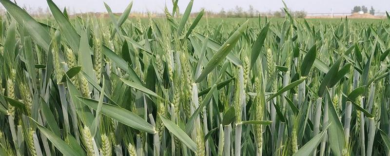 众信麦998小麦种简介，足墒播种