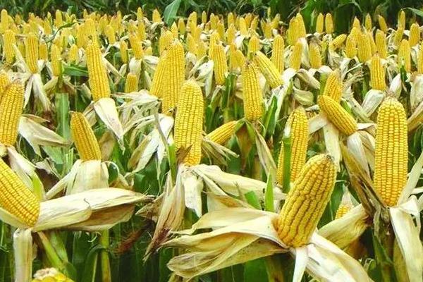 中农玉901玉米品种的特性，苗期期注意防治玉米螟