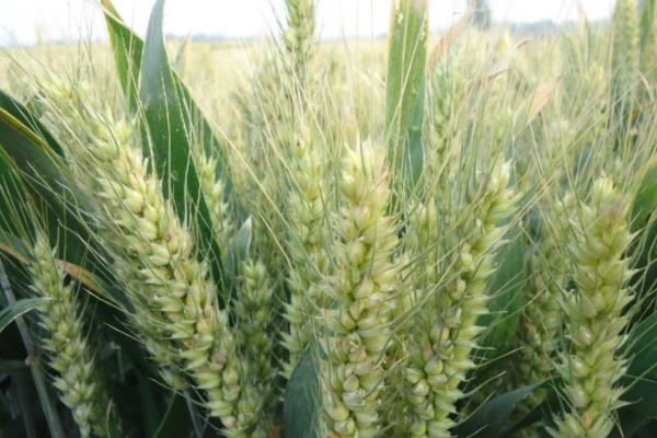 乐土18小麦种子简介，每亩底施二铵25千克