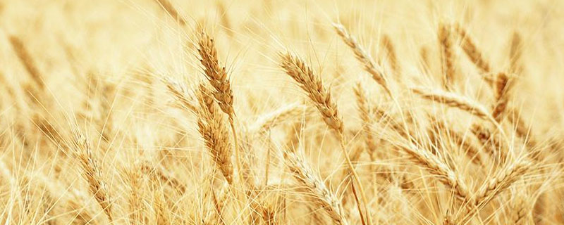 乐土18小麦种子简介，每亩底施二铵25千克