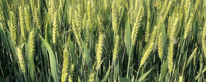 瑞华麦533小麦种子介绍，高抗叶锈病