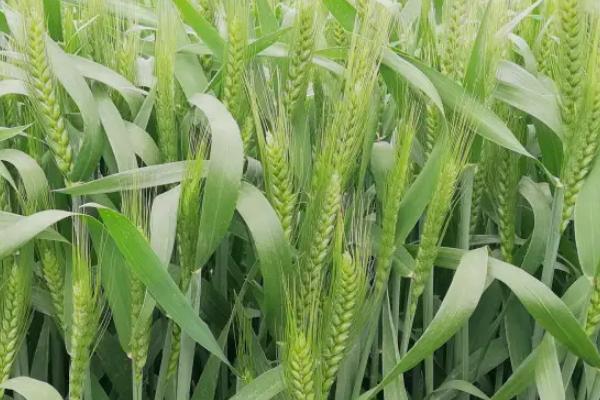 华运麦1号小麦种简介，春性小麦品种