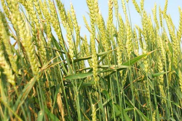 镇麦29小麦种子特征特性，每亩有效穗32.0万