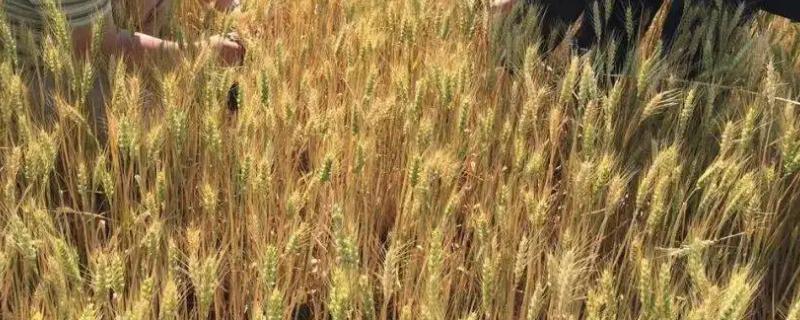 金禾637小麦种子特点，适宜播期为10月1日～15日