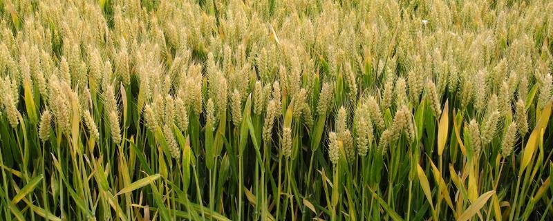 麦领先1号小麦种子特征特性，每亩适宜基本苗18～20万