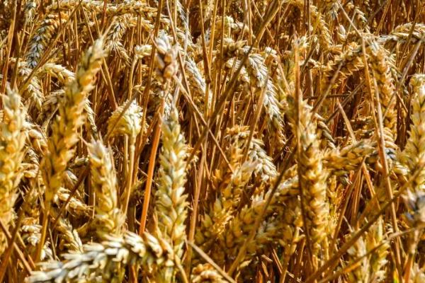 山农69小麦种子特征特性，中抗黄花叶病