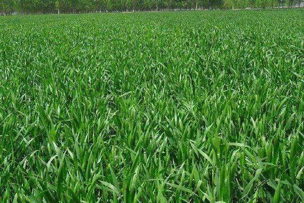 宏瑞麦7号小麦品种简介，平均生育期236天