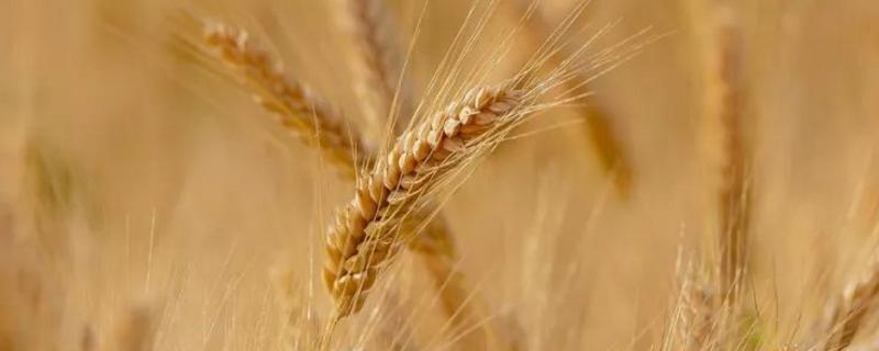 齐民17号小麦品种的特性，足墒播种