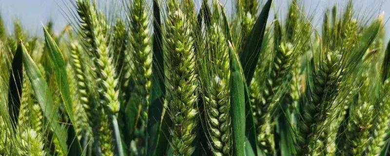 丰硕118小麦品种的特性，提倡播种期为10月8～18日