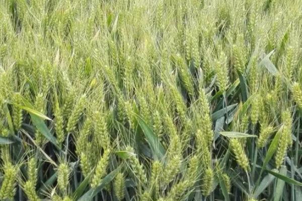 宏瑞麦7号小麦品种简介，平均生育期236天