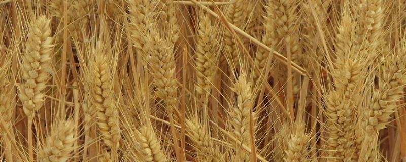 德茂009小麦种子介绍，适宜播种期10月1日～15日