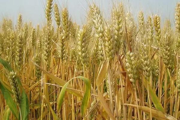 麦领先1号小麦种子特征特性，每亩适宜基本苗18～20万