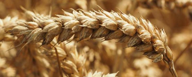 瑞麦56小麦种子特征特性，足墒播种