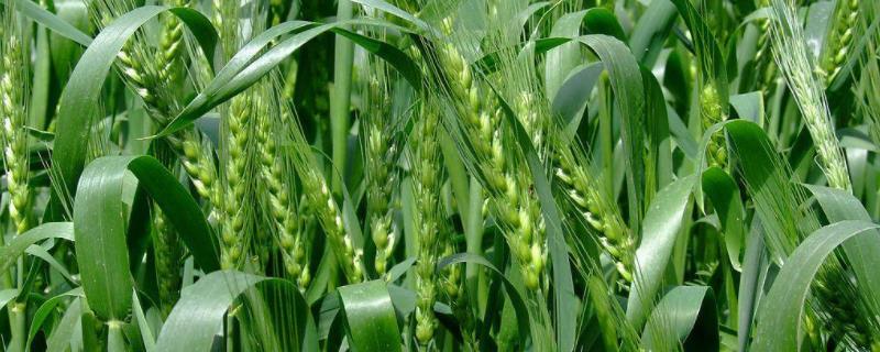 泊麦20小麦种子特点，该品种属冬性品种