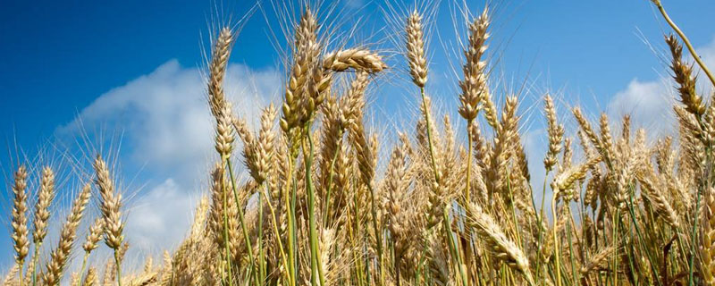 邯科麦1号小麦种子特征特性，该品种属半冬性品种