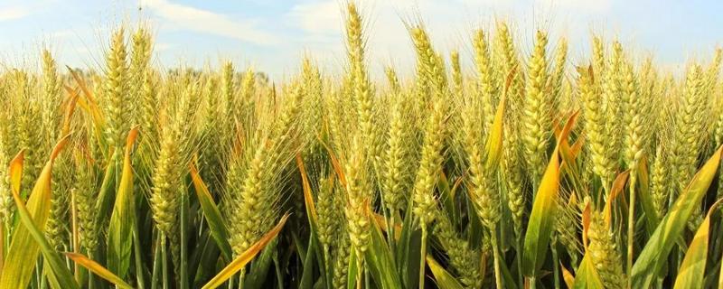 铂金麦1号小麦种简介，平均生育期234天