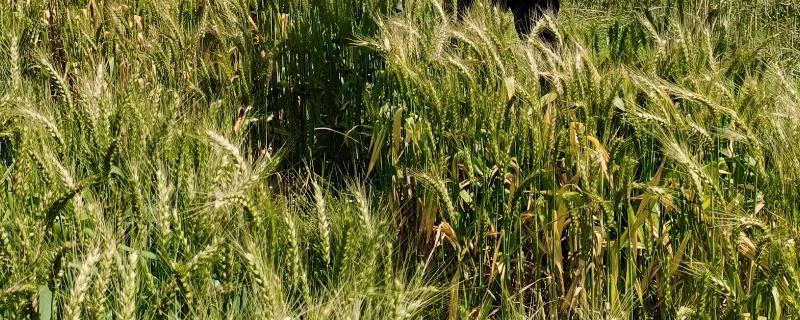 金丰麦4号小麦种子简介，每亩有效穗31.4万