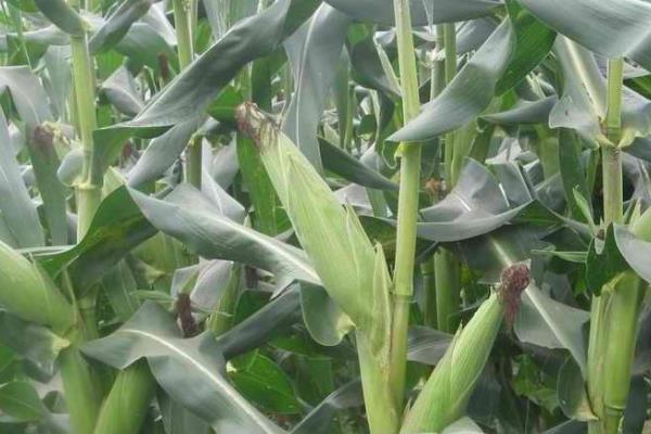 广甜13号玉米种子特征特性，秋植生育期75天