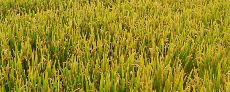 金香优360水稻种子简介，晚造全生育期110～111天