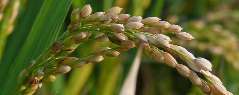协禾优6355水稻品种的特性，晚造全生育期114～116天