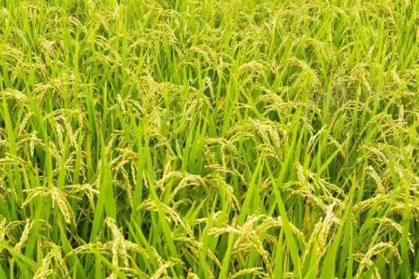 金丝优晶占水稻种简介，注意防治稻瘟病和白叶枯病