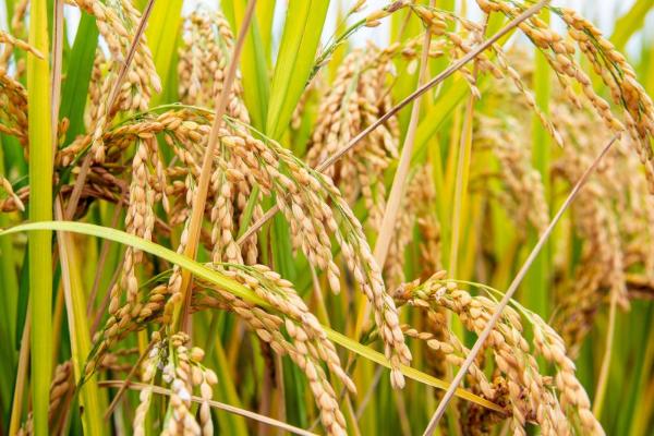 金华占2号水稻种子介绍，感温型常规稻品种