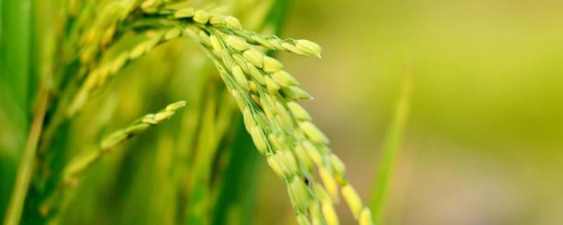 原香优金丝苗水稻种子特点，中抗白叶枯病（Ⅸ型菌3级）