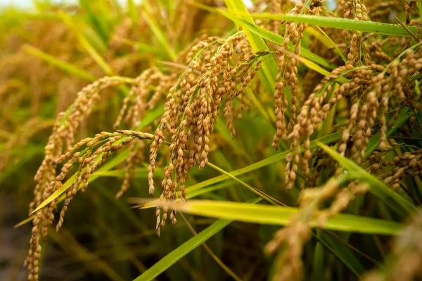 美两优软丝香水稻种子特点，晚造全生育期110～113天