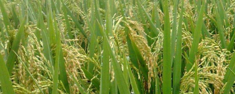 金隆优018水稻品种的特性，晚造全生育期112～113天