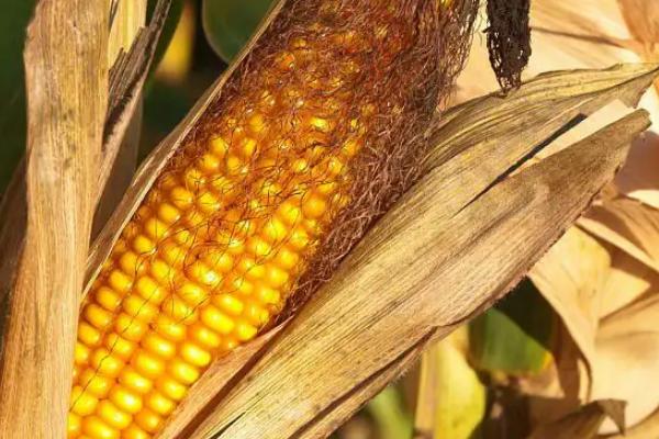 泰棒111玉米品种的特性，每亩种植密度4000株左右