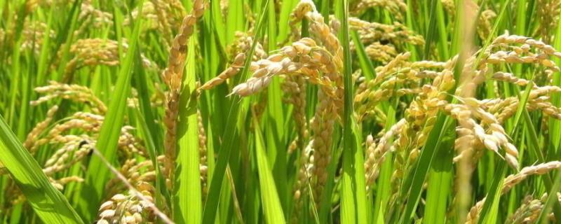 特优3628水稻种子特点，早造全生育期121～128天