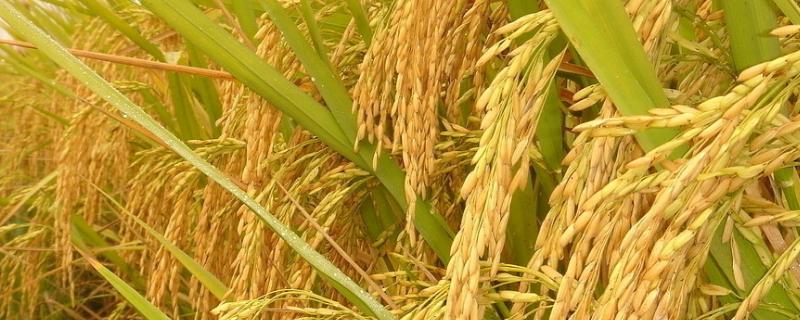 臻两优钰占水稻品种的特性，早造全生育期129～135天