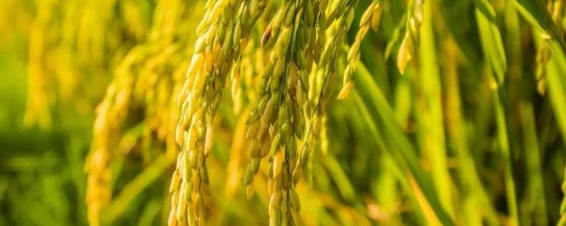新粤华占水稻种子特征特性，早造全生育期125～132天