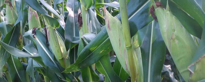 泰棒111玉米品种的特性，每亩种植密度4000株左右