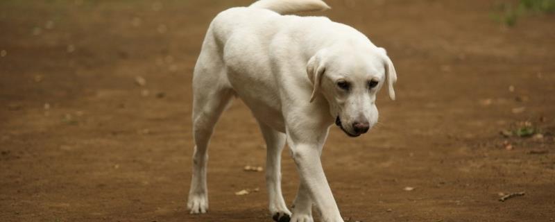犬猫骨髓炎有哪些症状，细菌、真菌和病毒感染都可以引起骨髓炎
