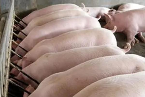 母猪脚蹄裂怎么用药，可以在饲料中增加1倍的生物素进行饲喂
