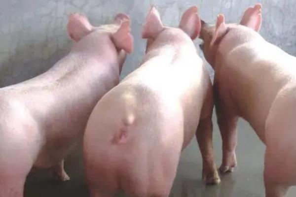 母猪脚蹄裂怎么用药，可以在饲料中增加1倍的生物素进行饲喂