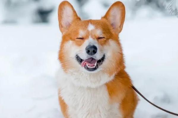 狗狗咳嗽是怎么回事，首先考虑是喉咙部位有毛发