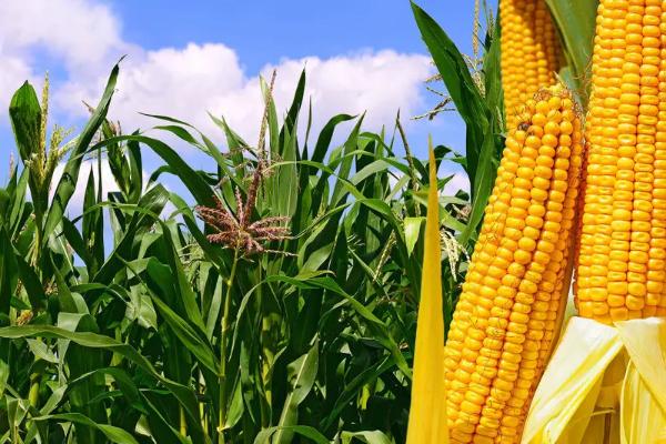 华皖115玉米品种的特性，6月中上旬播种